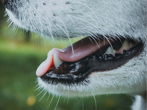 Service de dentisterie